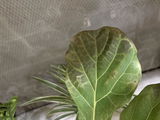 Lokesh D. review photo