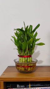 Sarga V. review photo