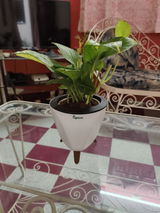 Shamikh J. review photo