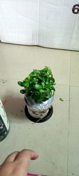 Rukhsar S. review photo
