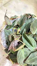 Suman review photo