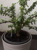 Bhirud G. review photo