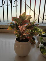 Rishika R. review photo