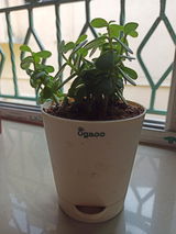 Akash S.R. review photo