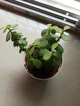 Akash S.R. review photo