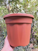 Lakhi N. review photo