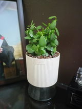 Francis F. review photo