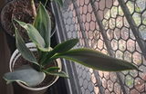 Anju N. review photo