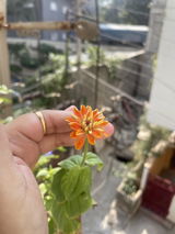 Puja K. review photo