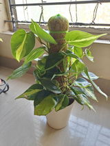 Sayanti S. review photo