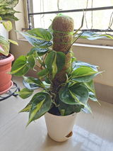 Sayanti S. review photo