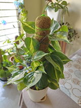 Sayanti S. review photo