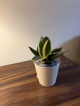 Tushar K. review photo
