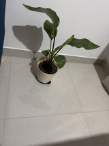 Palak B. review photo