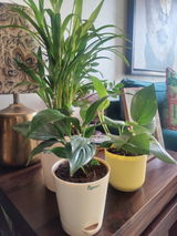 Amaresh P. review photo