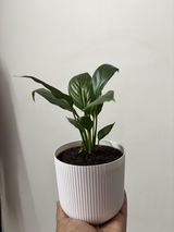 Vrinda S. review photo