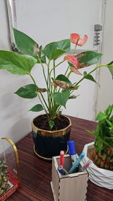 Sprasadnath review photo