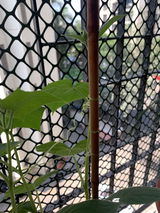 Apurva K. review photo