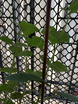 Apurva K. review photo
