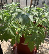 Apurva K. review photo