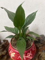 Sushmita review photo