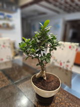 Nikky review photo