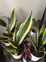 Abnan H. review photo
