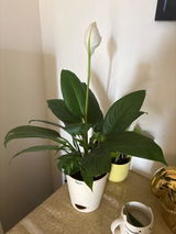 Abnan H. review photo