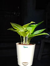 Vagmare N. review photo