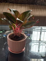 Ashwani review photo