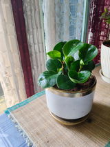 Nishakapur review photo