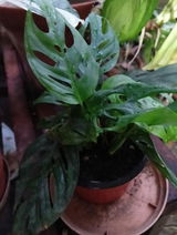 Kanta D. review photo
