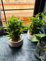 Sujal G. review photo