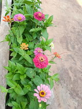 Abhijeet D. review photo