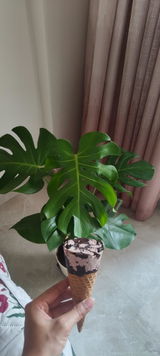 Richa J. review photo