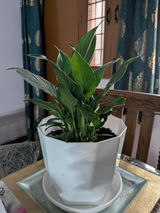 Amit J. review photo