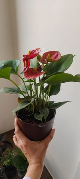 Richa J. review photo