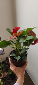 Richa J. review photo