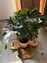 anubhav c. review photo