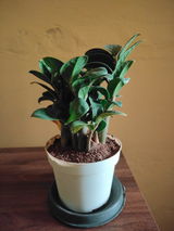 Pranav S. review photo