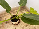 Prashant B. review photo
