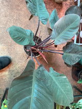 Prashant B. review photo