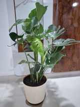 Sonali P. review photo