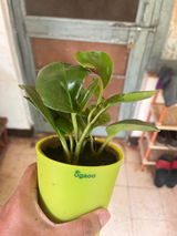 Prashant B. review photo