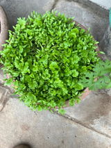 SASIDHARAN N. review photo