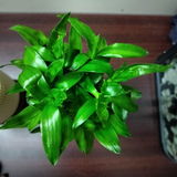 Viji review photo
