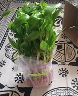 Viji review photo