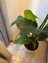 Manish J. review photo