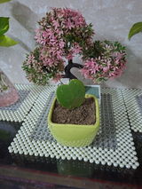 Gajender C. review photo