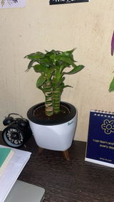 PUJA P. review photo